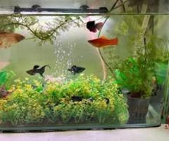 Fish tank , all items included
