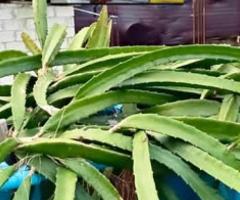 Dragon fruit cuttings . Please