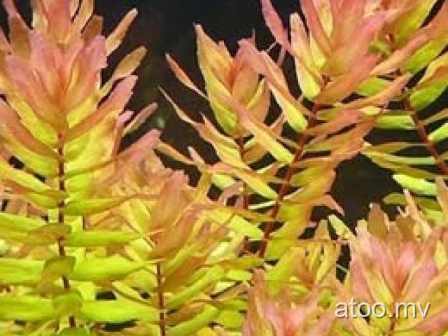 Rotala Macrandra 'Green' (Aquarium Plant) - 5 Stem