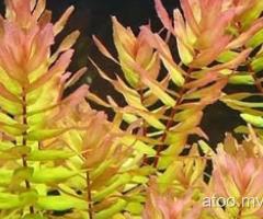 Rotala Macrandra 'Green' (Aquarium Plant) - 5 Stem