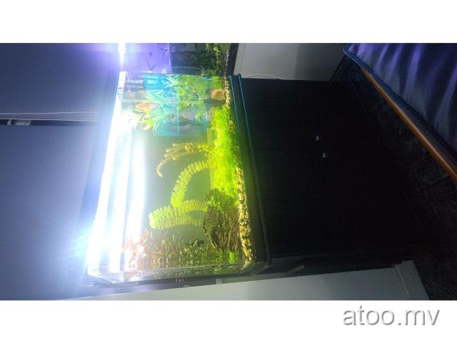 Fish tank for sale with fishes for sake ..mvr 20000 call 9846343