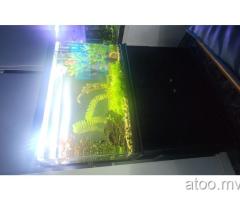 Fish tank for sale with fishes for sake ..mvr 20000 call 9846343